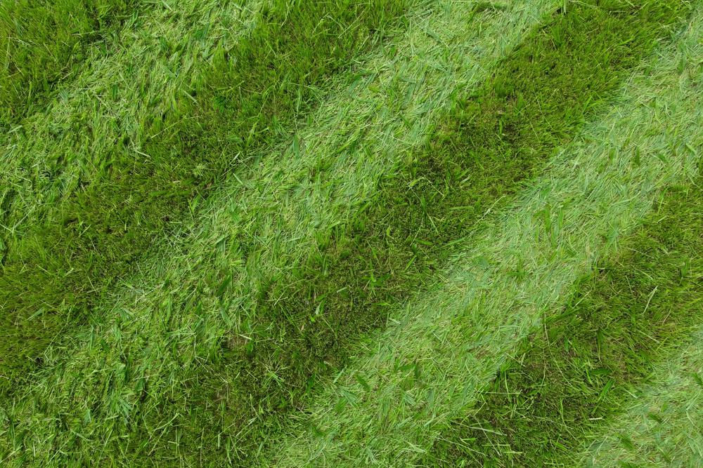 Lawn close-up
