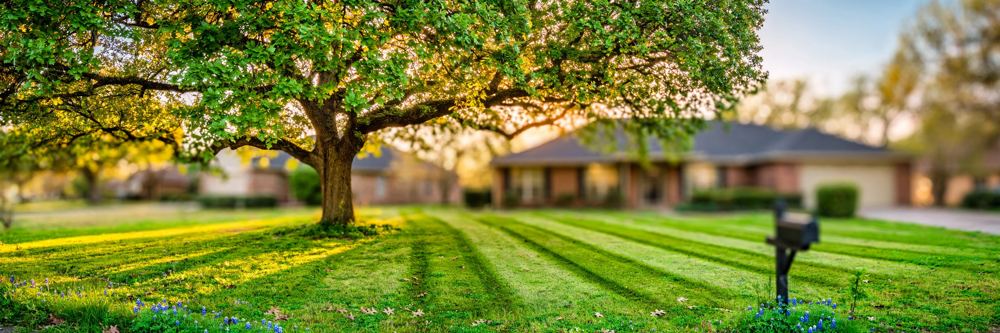 Homeowner's yard